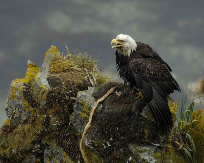 Eagle, Bald, Male near nest, screeching-071707-Summer Bay, Unalaska Island, AK-#0379.jpg