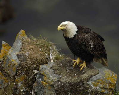 Eagle, Bald, Male near nest-071507-Summer Bay, Unalaska Island, AK-#0426.jpg