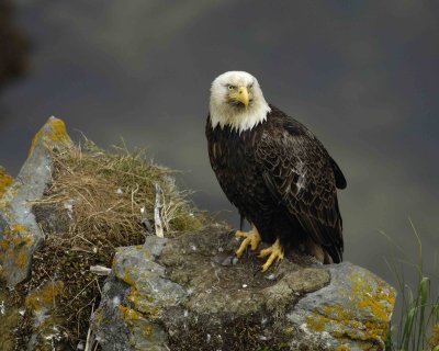 Eagle, Bald, Male near nest-071507-Summer Bay, Unalaska Island, AK-#0450.jpg