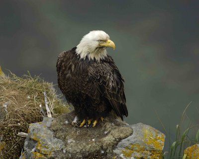 Eagle, Bald, Male near nest-071507-Summer Bay, Unalaska Island, AK-#0891.jpg