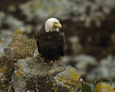 Eagle, Bald, Male near nest-071507-Summer Bay, Unalaska Island, AK-#1121.jpg