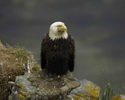 Eagle, Bald, Male near nest-071507-Summer Bay, Unalaska Island, AK-#1146.jpg