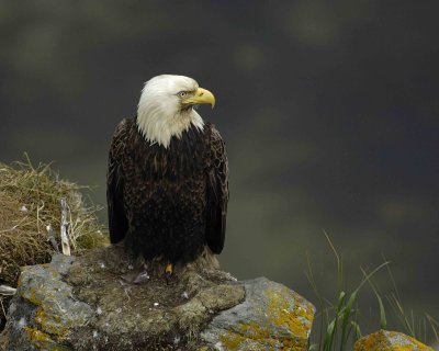 Eagle, Bald, Male near nest-071507-Summer Bay, Unalaska Island, AK-#1161.jpg