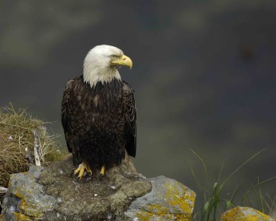 Eagle, Bald, Male near nest-071507-Summer Bay, Unalaska Island, AK-#1174.jpg