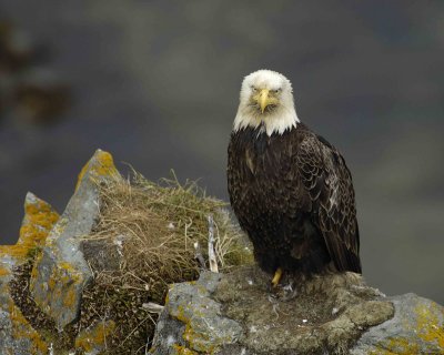 Eagle, Bald, Male near nest-071507-Summer Bay, Unalaska Island, AK-#1195.jpg