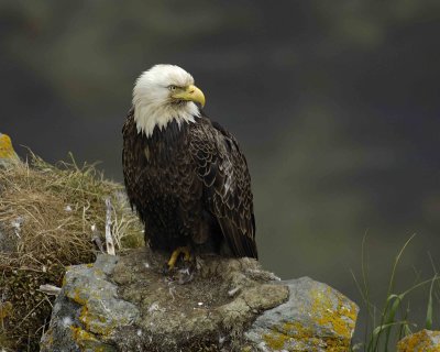 Eagle, Bald, Male near nest-071507-Summer Bay, Unalaska Island, AK-#1199.jpg