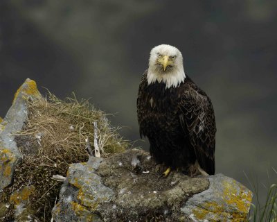 Eagle, Bald, Male near nest-071507-Summer Bay, Unalaska Island, AK-#1302.jpg