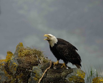 Eagle, Bald, Male near nest-071607-Summer Bay, Unalaska Island, AK-#0763.jpg
