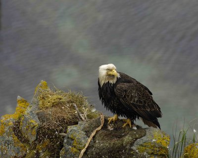 Eagle, Bald, Male near nest-071607-Summer Bay, Unalaska Island, AK-#0768.jpg