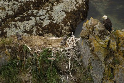 Eagle, Bald, Male, 2 Eaglets, Nest Area-071507-Summer Bay, Unalaska Island, AK-#1468.jpg