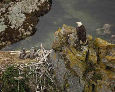 Eagle, Bald, Male, 2 Eaglets, Nest Area-071507-Summer Bay, Unalaska Island, AK-#1506.jpg