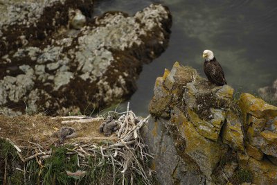 Eagle, Bald, Male, 2 Eaglets, Nest area-071507-Summer Bay, Unalaska Island, AK-#1482.jpg