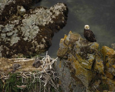 Eagle, Bald, Male, 2 Eaglets, Nest area-071507-Summer Bay, Unalaska Island, AK-#1484.jpg