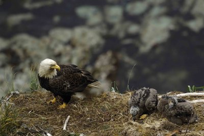 Eagle, Bald, Male, 2 Eaglets-071507-Summer Bay, Unalaska Island, AK-#1559.jpg