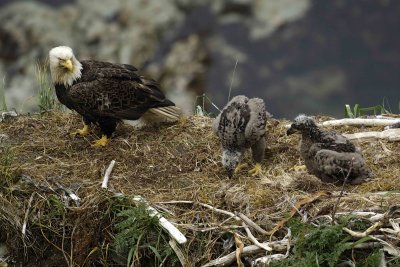 Eagle, Bald, Male, 2 Eaglets-071507-Summer Bay, Unalaska Island, AK-#1566.jpg