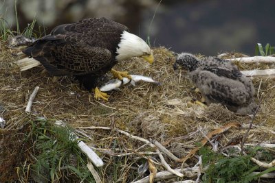 Eagle, Bald, Male, Eaglet, Fish-071507-Summer Bay, Unalaska Island, AK-#1384.jpg