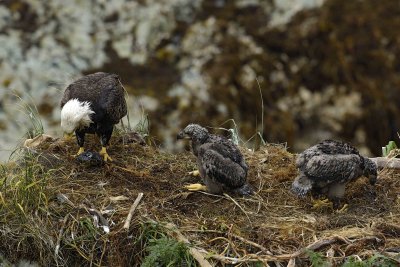 Eagle, Bald, Male, Eaglets Fish, Rain soaked-071607-Summer Bay, Unalaska Island, AK-#0314.jpg