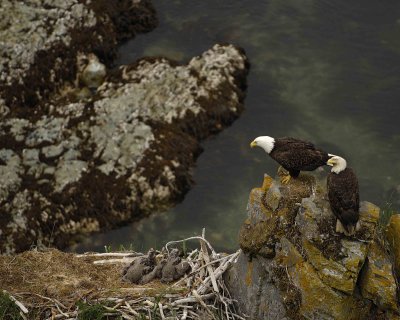 Eagle, Bald, Male, Female, 2 Eaglets, nest-071507-Summer Bay, Unalaska Island, AK-#1522.jpg