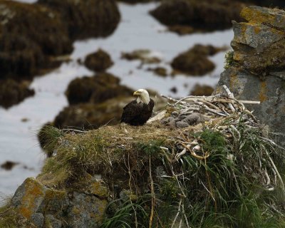 Eagle, Bald, Male, Nest, 2 Eaglets-071507-Summer Bay, Unalaska Island, AK-#0387.jpg