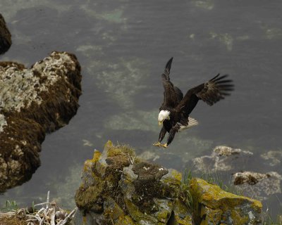 Eagle, Bald, Male, flying into nest-071707-Summer Bay, Unalaska Island, AK-#0929.jpg