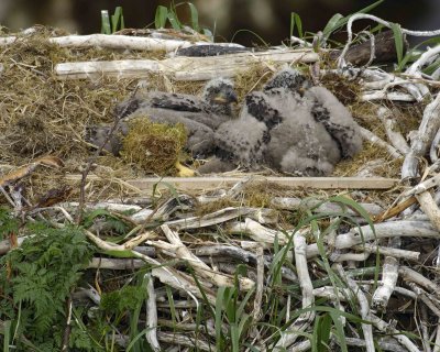 Eagle, Bald, Nest, 2 Eaglets-071507-Summer Bay, Unalaska Island, AK-#0507.jpg