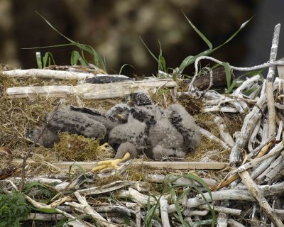 Eagle, Bald, Nest, 2 Eaglets-071507-Summer Bay, Unalaska Island, AK-#0518.jpg