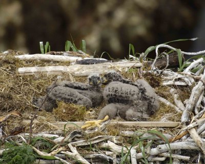 Eagle, Bald, Nest, 2 Eaglets-071507-Summer Bay, Unalaska Island, AK-#0527.jpg