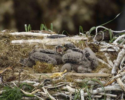 Eagle, Bald, Nest, 2 Eaglets-071507-Summer Bay, Unalaska Island, AK-#0530.jpg