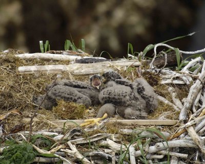 Eagle, Bald, Nest, 2 Eaglets-071507-Summer Bay, Unalaska Island, AK-#0531.jpg