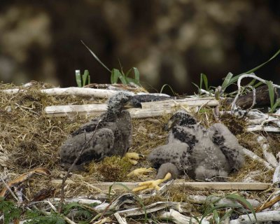 Eagle, Bald, Nest, 2 Eaglets-071507-Summer Bay, Unalaska Island, AK-#0540.jpg