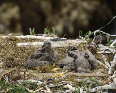Eagle, Bald, Nest, 2 Eaglets-071507-Summer Bay, Unalaska Island, AK-#0560.jpg