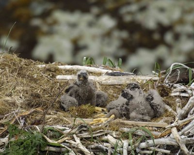 Eagle, Bald, Nest, 2 Eaglets-071507-Summer Bay, Unalaska Island, AK-#0577.jpg