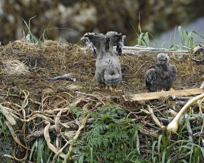 Eagle, Bald, Nest, 2 Eaglets, Fish, flexing wings-071707-Summer Bay, Unalaska Island, AK-#0310.jpg