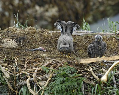 Eagle, Bald, Nest, 2 Eaglets, Fish, flexing wings-071707-Summer Bay, Unalaska Island, AK-#0311.jpg