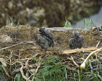 Eagle, Bald, Nest, 2 Eaglets, Fish, squirting over side-071707-Summer Bay, Unalaska Island, AK-#0314.jpg