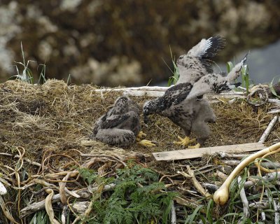 Eagle, Bald, Nest, 2 Eaglets, flexing wings-071707-Summer Bay, Unalaska Island, AK-#0732.jpg