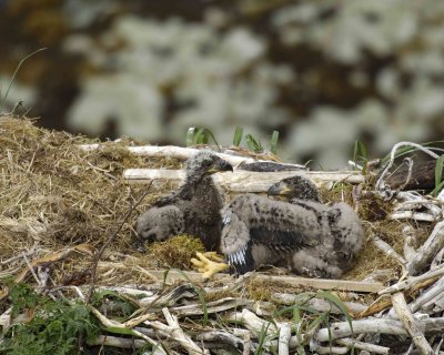 Eagle, Bald, Nest, 2 Eaglets-071507-Summer Bay, Unalaska Island, AK-#0583.jpg