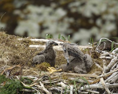 Eagle, Bald, Nest, 2 Eaglets-071507-Summer Bay, Unalaska Island, AK-#0584.jpg