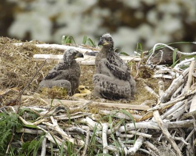 Eagle, Bald, Nest, 2 Eaglets-071507-Summer Bay, Unalaska Island, AK-#0600.jpg
