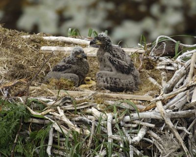 Eagle, Bald, Nest, 2 Eaglets-071507-Summer Bay, Unalaska Island, AK-#0616.jpg