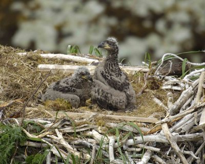 Eagle, Bald, Nest, 2 Eaglets-071507-Summer Bay, Unalaska Island, AK-#0619.jpg