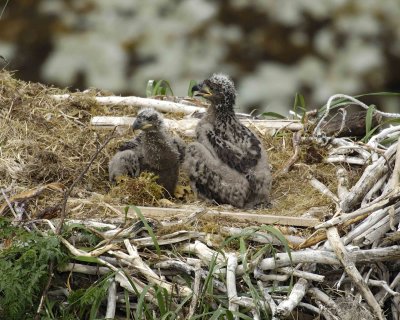 Eagle, Bald, Nest, 2 Eaglets-071507-Summer Bay, Unalaska Island, AK-#0630.jpg