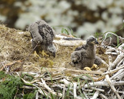 Eagle, Bald, Nest, 2 Eaglets-071507-Summer Bay, Unalaska Island, AK-#0651.jpg