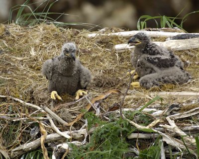 Eagle, Bald, Nest, 2 Eaglets-071507-Summer Bay, Unalaska Island, AK-#0819.jpg