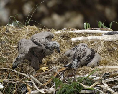 Eagle, Bald, Nest, 2 Eaglets-071507-Summer Bay, Unalaska Island, AK-#0833.jpg