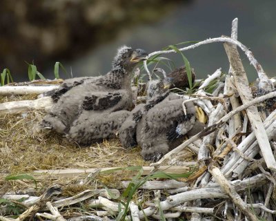Eagle, Bald, Nest, 2 Eaglets-071507-Summer Bay, Unalaska Island, AK-#0902.jpg