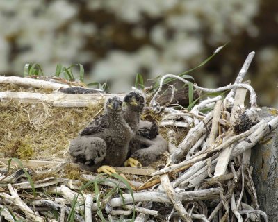 Eagle, Bald, Nest, 2 Eaglets-071507-Summer Bay, Unalaska Island, AK-#1118.jpg