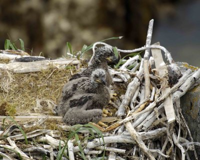 Eagle, Bald, Nest, 2 Eaglets-071507-Summer Bay, Unalaska Island, AK-#1154.jpg