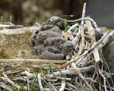Eagle, Bald, Nest, 2 Eaglets-071507-Summer Bay, Unalaska Island, AK-#1200.jpg