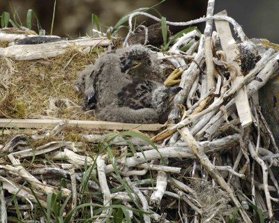 Eagle, Bald, Nest, 2 Eaglets-071507-Summer Bay, Unalaska Island, AK-#1218.jpg